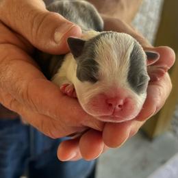 Boy 3 - Blue male Boston Terrier puppy in Coopertown, Tennessee from Toon’s Boston Terriers