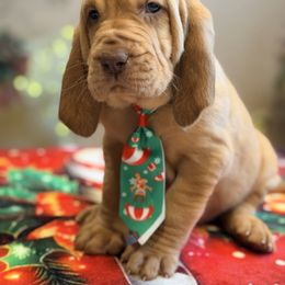 Bark Wahlberg - Red male Bloodhound puppy in Inman, Nebraska from Sandhill Hounds of Nebraska