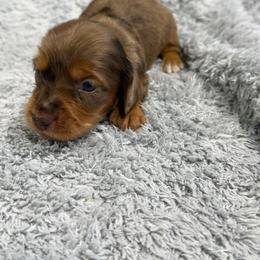 Rocky - Dapple male Dachshund puppy in Mansfield, Missouri from Owens Farm