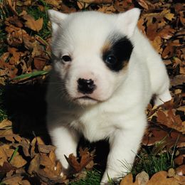 Zoey - Blue mottled female Australian Cattle Dog puppy in Redding, California from Macushla Kennel