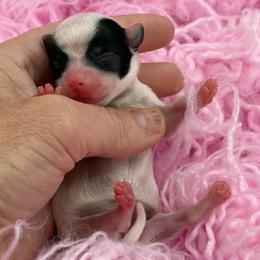 Perdita - Black and tan female Chihuahua puppy in Franklin, North Carolina from A&J Cutie Pawtooties