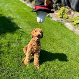 German Shorthaired Pointer and Goldendoodle All Grown Up from Leppards Kennel