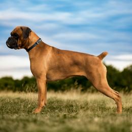 Penny - Boxer