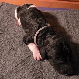 Boy 4 - male Poodle puppy in Blue Ridge, Georgia from Beltane Standard Poodles