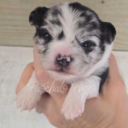 Dot - Merle female Chihuahua puppy in Bowdon, Georgia from Paschal's Pups
