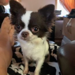 Boston Terriers and Chihuahuas from The Wolf Pack