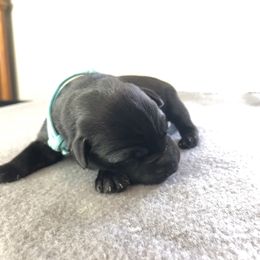 Labrador Retriever Puppies from Southtown Retrievers