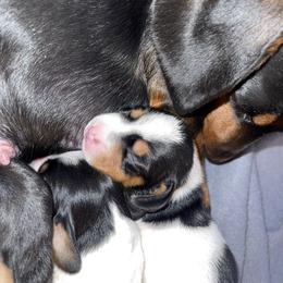Dachshund Puppies from High Mountain Dachshunds