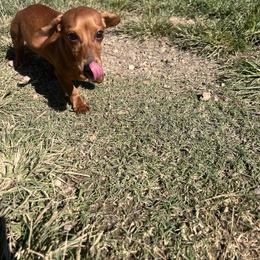 Nyx - Dachshund
