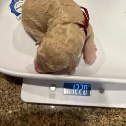 Houston - Apricot female Poodle puppy in Mobile, Alabama from Semmy’s Standard Poodle LLC