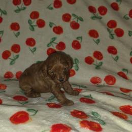 Chloe - Red female Cavapoo puppy in Copan, Oklahoma from Lebel Cavapoos
