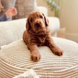 Bridget - Red  Goldendoodle puppy in Windsor, Colorado from Front Range Family Doodles