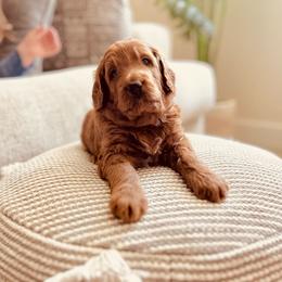 Bridget - Red  Goldendoodle puppy in Windsor, Colorado from Front Range Family Doodles