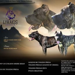 Perro de Presa Canario puppies from Lykaios Kennels