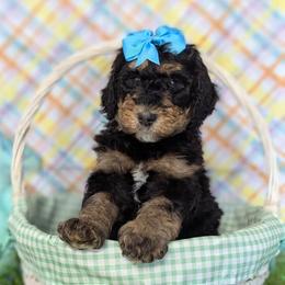 Noelle - Phantom female Bernedoodle puppy in Yale, Michigan from Angie's Goldendoodles/Angies doodles LLC