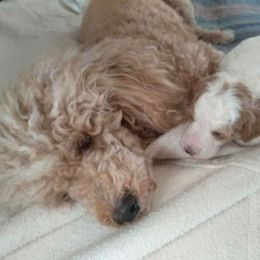 Poodles from Moyen Mayhem