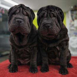 Raisin - Black female Chinese Shar-Pei puppy in Franklin, Vermont from Ranch Royale