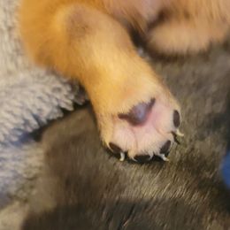 French Bulldog Puppies from Fancy Frenchies