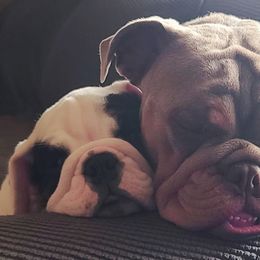 Bulldog Puppies from Pappy's Bullies