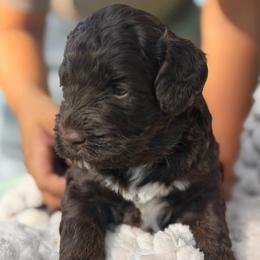 Chocolate love - Chocolate female Australian Labradoodle puppy in Waco, Texas from RainPuddle's Labradoodles