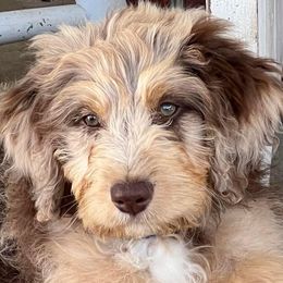 Reese - Aussiedoodle