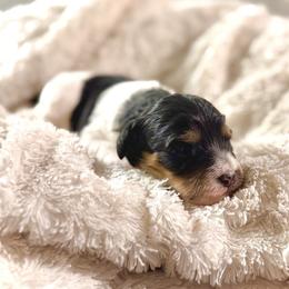 Boy 2 - Tri-color male Bernedoodle puppy in Salt Lake County, Utah from Coco Avenue Pups