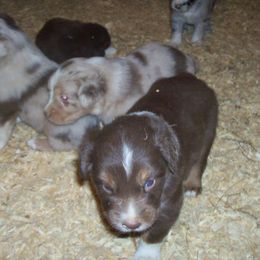 Australian Shepherds from Mountain Creek Farm