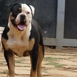 Havana - Bulldog