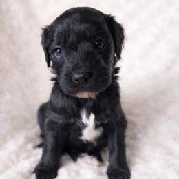 Hazel - Parti female Goldendoodle puppy in Warrensburg, Missouri from Supreme Doodles