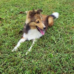 Shetland Sheepdog Puppies from Hope's Heart Shelties