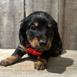 Duke - Black and tan male Dachshund puppy in South Willard, Utah from Doxies in the Sun