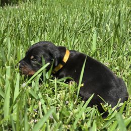 Yellow collar black male - Black and rust male Doberman Pinscher puppy in Houston, Texas from Draggin Dobermans & Great Danes