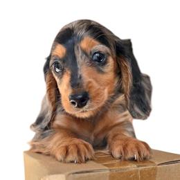 Dapple - Black and tan female Dachshund puppy in Medina, Ohio from STORIED DOXIES