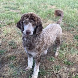 Mocha - Goldendoodle