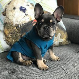 French Bulldog All Grown Up from Ross Family Frenchies