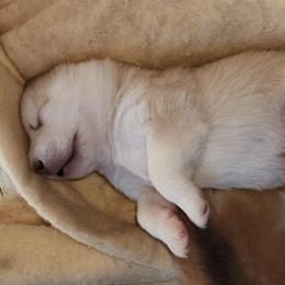 Aspen - Red and white male Alaskan Malamute puppy in Grayson County, Virginia from River Bend Malamutes