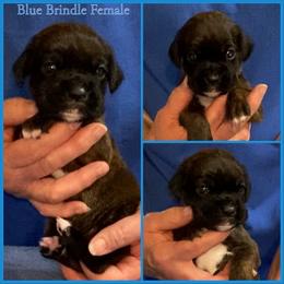 Blue - Brindle female Boxer puppy in Butler, Pennsylvania from Schaible's Boxer Huddle