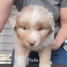 Riata - Red merle female Australian Shepherd puppy in Clover, Virginia from Four Winds Australian Shepherds