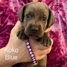 Koko Bkue - Blue female Weimaraner puppy in Aitkin, Minnesota from Whispering’s GunDogs