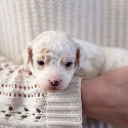Goldendoodle Puppies from OikiaDoodle
