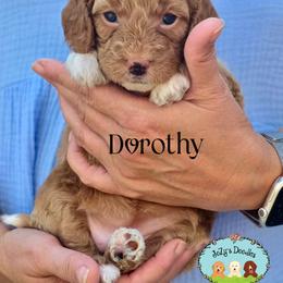Goldendoodle Puppies from JoZy's Doodles