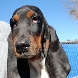 Basset Hounds from Basset Queen
