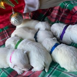 West Highland White Terrier Puppies from Westies of Morrison