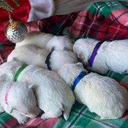 West Highland White Terrier Puppies from Westies of Morrison