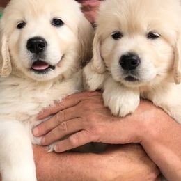 Golden Retriever Puppies from INGOLD Retrievers