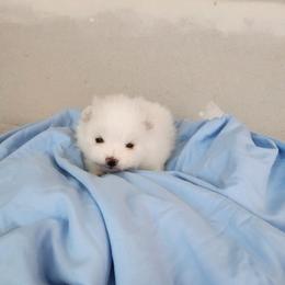 Avalanche - White male Pomeranian puppy in New Salem, North Dakota from Fancy Paws Pomeranians