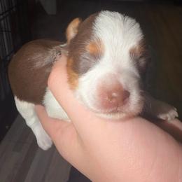 Darla - Chocolate, tan and white female Yorkshire Terrier puppy in Walker, Louisiana from Precious Yorkies