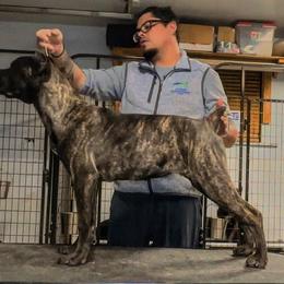 Brownie - Cane Corso puppy in Bailey, Colorado from Rocky Mountain Cane Corso