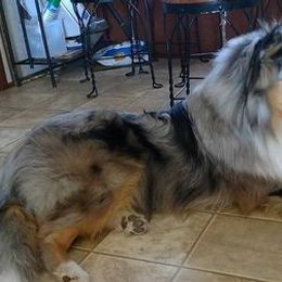 Collies from Sandra's Collies