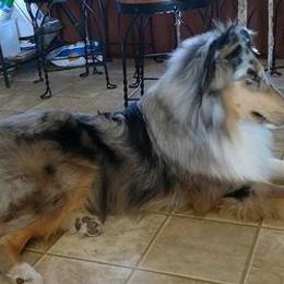 Collies from Sandra's Collies